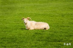 What Is the Sand-in-Gold Sheep Destiny