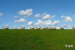 Best Marriage Age and Match Recommendations for Those Born in 1991 Under the Year of the Sheep