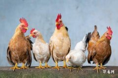 Rooster's Fortune Trends for the Next 5 Years: Analysis of the Rooster Zodiac's Future Five-Year Outlook