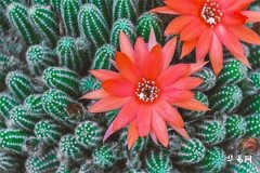 What Does Buddha Lamp Life Mean, and Which Level Does Buddha Lamp Life Belong To