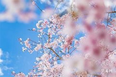 Is the fate of people born in 1970 Year of the Dog bad? Full-year 2026 fortune for men born in 1970, Year of the Dog