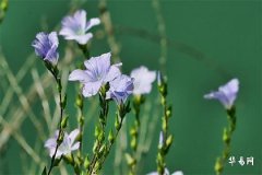 Boy Names for Snake Babies Born at Midnight