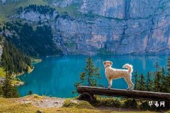 What does 'Rooster and Dog Decapitation Marriage' mean? Are people born in the Year of the Rooster and the Year of the Dog prone to divorce when marrying each other?