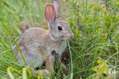 Will Rabbit Zodiac People Face a Catastrophic Event? How to Deal with Unfavorable Luck