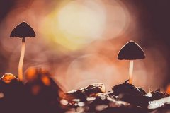 How to distinguish between early Zi Hour and late Zi Hour? What does 'a fortune cannot buy the fate of Zi Hour' mean?