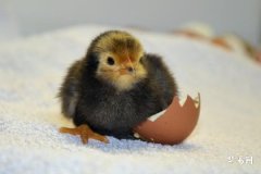 Will a couple both born in the Year of the Rooster be happy? How is the marital relationship for people born in the Year of the Rooster?