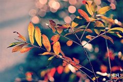 Exploring the Mystery of the Reversed Tarot Pope: Between Faith and Passion