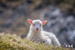 What zodiac sign is a baby born in 2027? Which months are best for giving birth in 2027