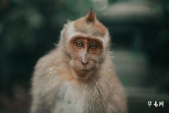 Detailed Analysis of Monkey Sword-Edge Gold Destiny: Personality, Fortune, and Life Guide