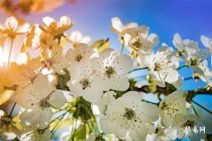 Is it auspicious to have a baby during Qingming Festival? What are the beliefs about giving birth during Qingming Festival