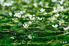 The Impact of Ming Palace Transforming into Lu Entering Fu De Palace and Self-Transforming into Ji