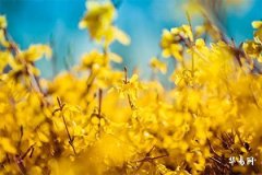 The Fate of Girls Born on Qingming Festival: Are They Fortunate?