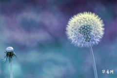 Inauspicious Colors for Those Born in the Year of the Dog, and the 10-Year Luck Forecast for 1970 Dog After 2026