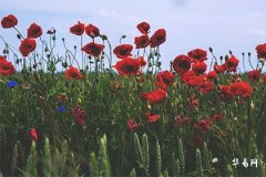 Is it good for a man born in the 12th lunar month to be a Pig? Marriage of men born in the 12th lunar month who are Pigs