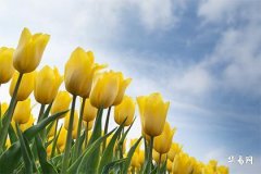 What Does Chengtou Earth Life Mean, Is City Wall Earth a High-Rank Destiny?