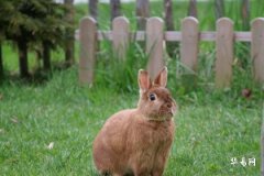 How Many Marriages Will People Born in the Year of the Rabbit Have in Their Lifetime? Decoding the Marriage Fate of Rabbit Individuals