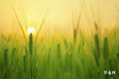 Can Dolls Be Placed on Office Desks? Feng Shui Tips for Arranging Items on Your Desk