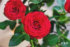 What does 'Romantic Luck accompanies Official Luck' mean? What is the relationship between Romantic Luck and Official Luck