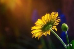 Which Destiny Matches Best with the Earth Destiny of 1991? Find the Most Suitable Marriage Partner!