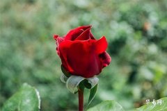 What does Yincheng Pingdan mean, Can you pick up the bride at Yincheng?