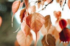 The Fate of Men Whose Names Contain 'Chao': Is the Character 'Chao' Too Powerful for Ordinary People to Handle?