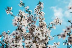 Study Directions for People Born in the Year of the Pig in 2007, Academic Performance of Boys Born in 2007 under the Chinese Zodiac