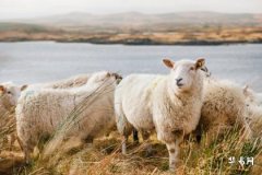 Detailed Fortune of People Born in the Year of the Sheep for the Next 20 Years: How Will Their Various Aspects of Life Be?