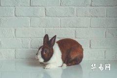 Is the Rabbit Born in 1987 Destined for Wealth and Prosperity? What Kind of Destiny Is It?