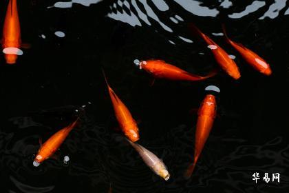 What lucky charms are best for men to bring good luck?