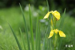 Best Remedies for Bed Head Facing West_What Auspicious Items to Hang When Bed Head Faces West