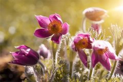 What does Shen Hour and Bu Hour mean, what does it mean by不安床 in Shen Hour