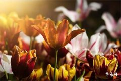 Which Year Will People Born in 1970 with Dog Zodiac Sign Have the Best Windfall Fortune, When Will They Enter a Lucky Period