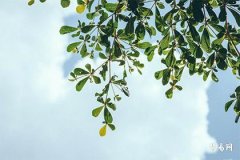 What Does It Mean When the Hour Pillar Is the 'Hurt Officer'? Characteristics of People with the 'Hurt Officer' in Their Destiny