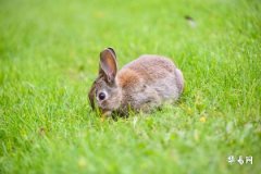 Is it good to be born in the first month of the Year of the Rabbit? What is the personality of those born in the first month of the Year of the Rabbit