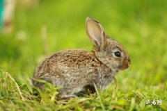 1987 Rabbit People: Turning Fortune and Career Around, Breaking the Myth of Being Poor Until Age 36!