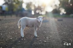 What is the fate of those born in the first lunar month under the Year of the Sheep? Is it good to be born in the first month according to Chinese zodiac Sheep?