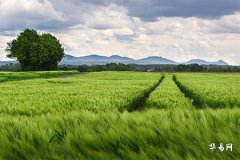 What Does Having the Seven Killings in the Hour Branch Mean, and Why is Seven Killings Most Feared in the Hour Pillar?