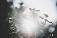 What is the fortune of those born in the leap third month as Rooster? What are their personality traits?