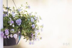 Marriage of Male Metal and Female Wood: Analysis of BaZi Fortune and Compatibility