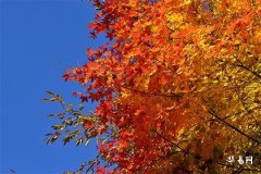 Is it good to be born in the 12th lunar month as a female sheep? What does 'a strong fate for a sheep woman born in the 12th lunar month' mean