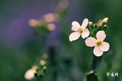 What Does a Black Mole on the Right Forehead Signify? An Aesthetic Analysis and Application Tips