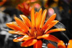 Best Match for Rabbit Born in 1975, Luck After Age 50 for Those Born in the Year of the Rabbit