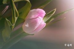 Is it auspicious to get married in the 12th lunar month? Is it better to marry in the 12th or 1st lunar month?