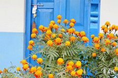 Best Marriage Partners for People Born in the Year of the Dog 2006, and the Three Most Incompatible Zodiac Signs