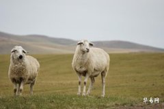Will the zodiac Sheep get smoother after age 43? The Gui-Mao year fortune for people born in the Year of the Sheep