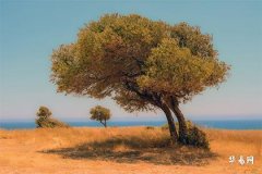 What Characters in Names Make a Good Husband, Most Popular Boy Names on TikTok