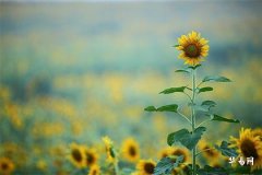 The Fate of Men Born in the 12th Lunar Month, How Are Men Born in Winter Who Are Rams