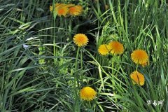 Is the fate of those born in 1983 under the Pig sign bumpy? Cities that people of the Pig sign should avoid