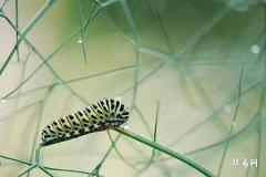 Which Age Does the Hour Pillar Actually Start? The Hour Pillar for Sudden Wealth in 2026