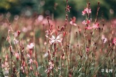 What Does It Mean to Offend Tai Sui, and the Effects and Remedies of Offending Tai Sui